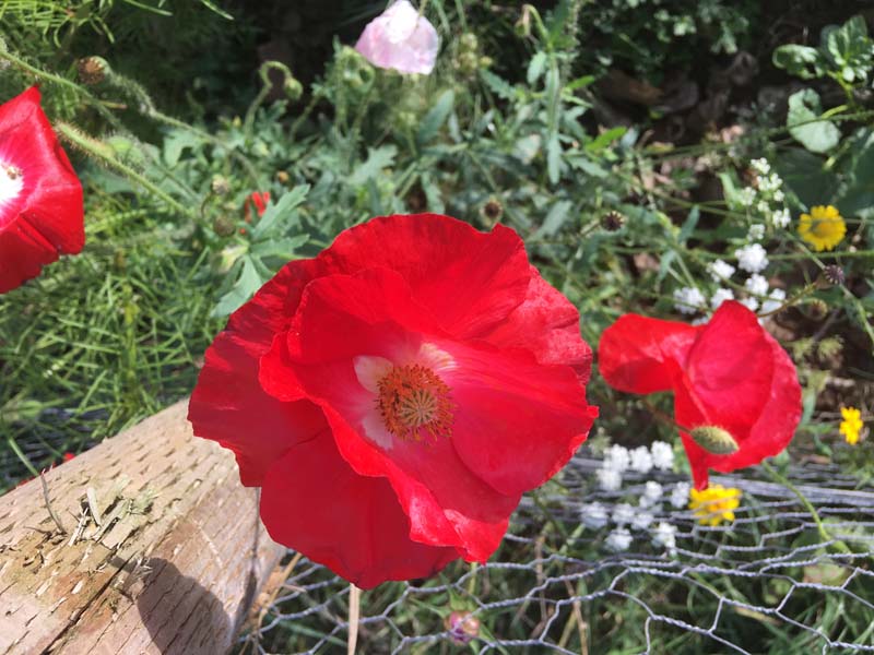 Poppies